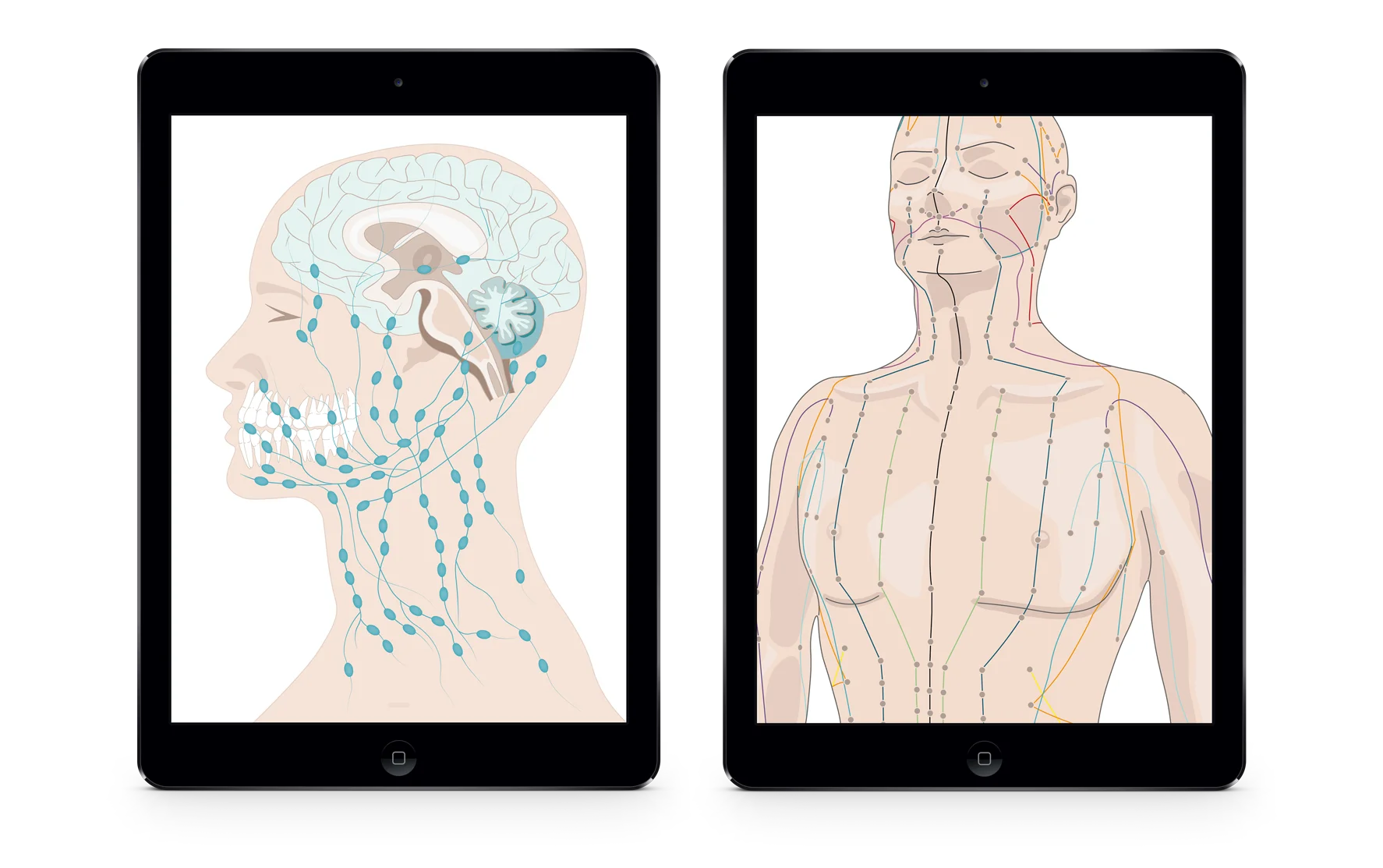 Mockup von zwei Ipads, die anatomische Illustrationen zeigen.