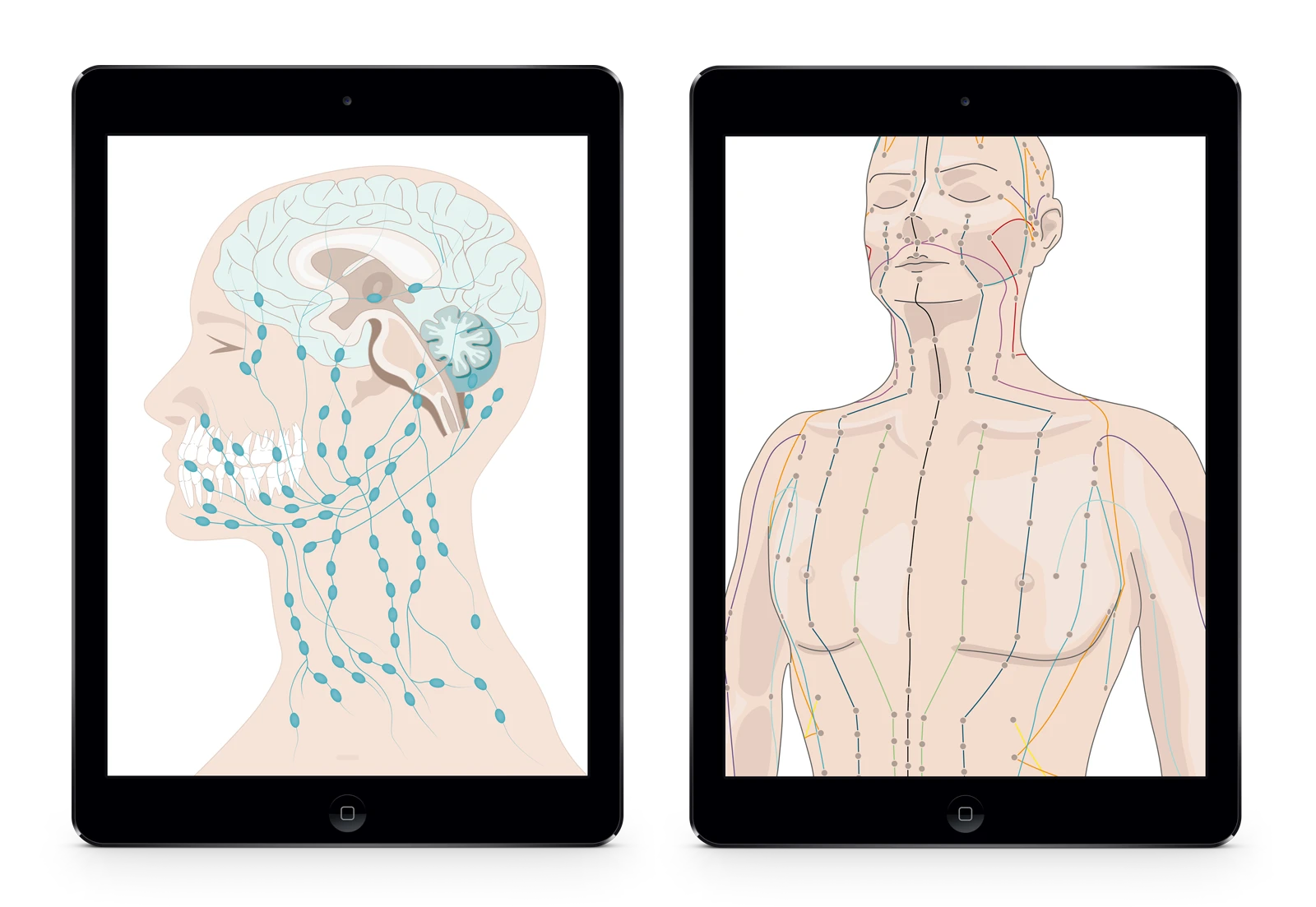 Mockup of two iPads displaying anatomical illustrations.