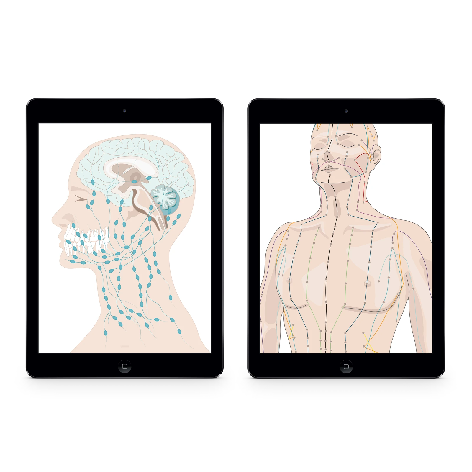 Mockup von zwei Ipads, die anatomische Illustrationen zeigen.